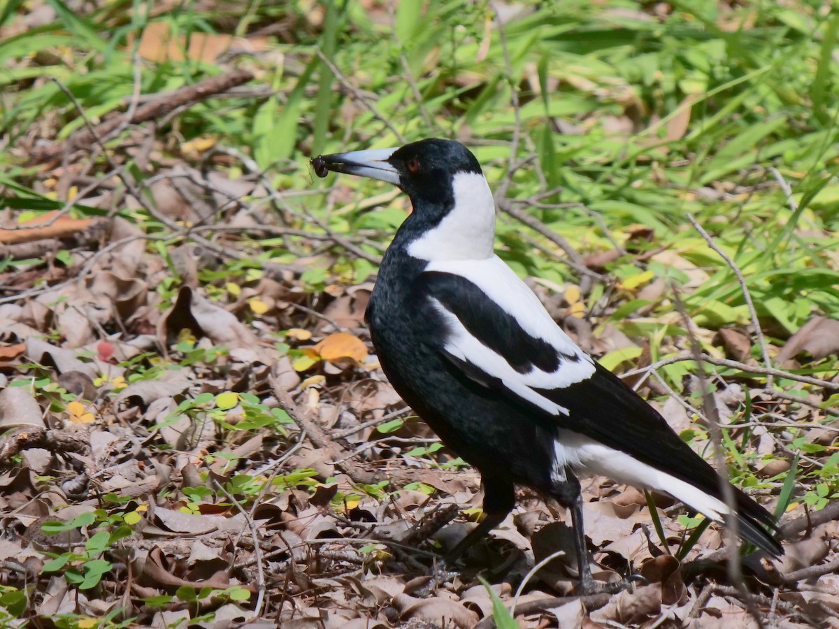 Australian Magpie (Western) - ML270652181