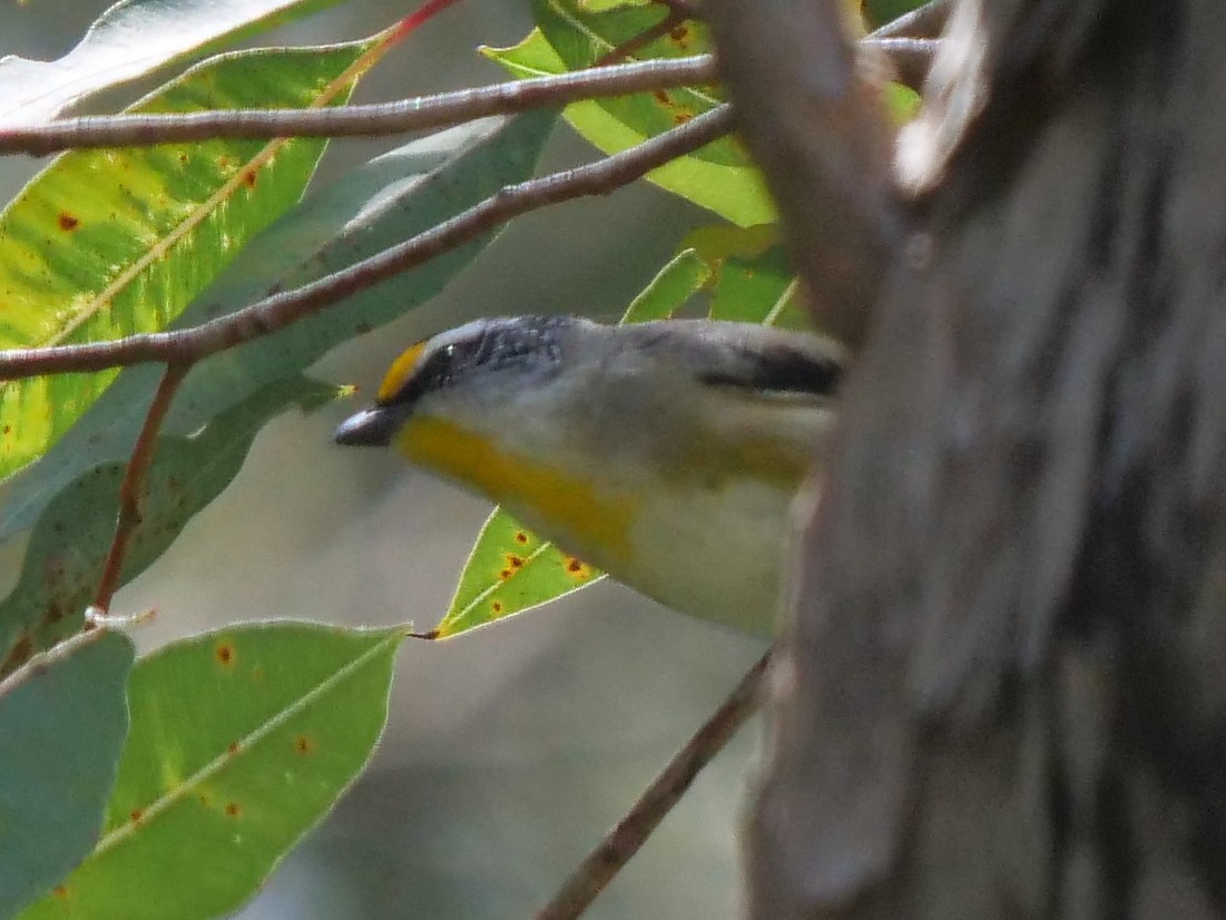 Striated Pardalote - ML270652201