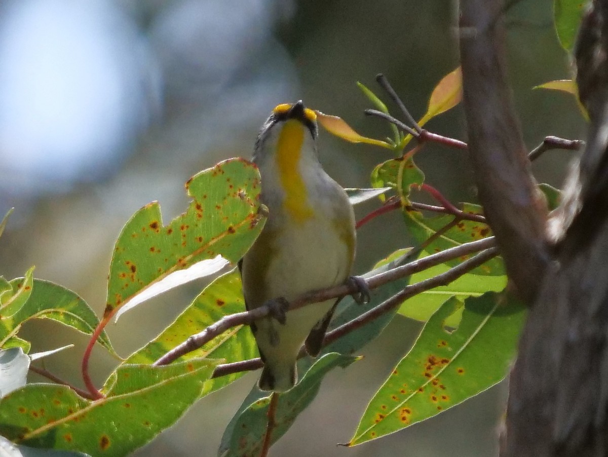 Striated Pardalote - ML270652211