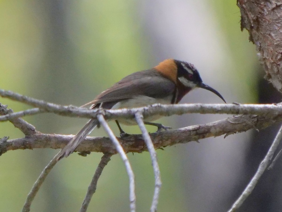 Western Spinebill - ML270652251