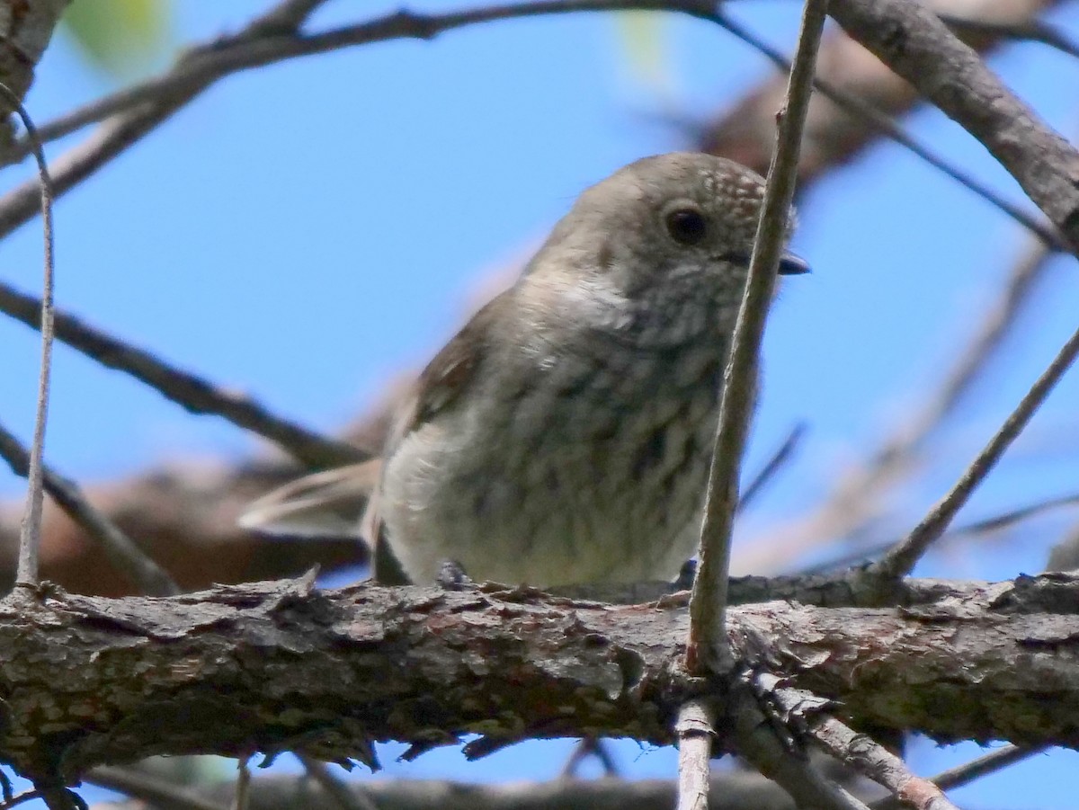 Inland Thornbill - ML270652301