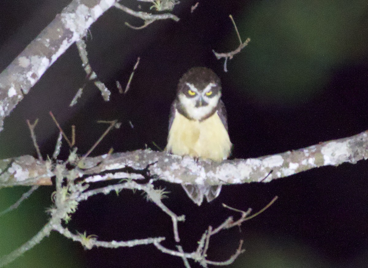 Spectacled Owl - ML270655801