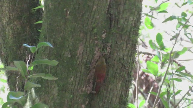 Olivaceous Woodcreeper - ML270655971