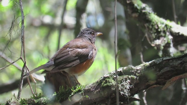 White-necked Thrush - ML270656251