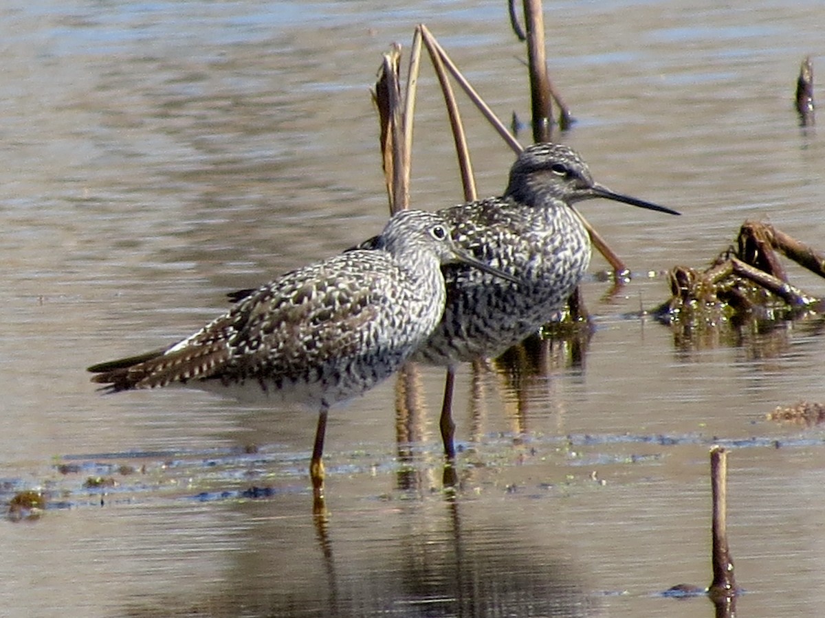 Greater Yellowlegs - Ted Floyd