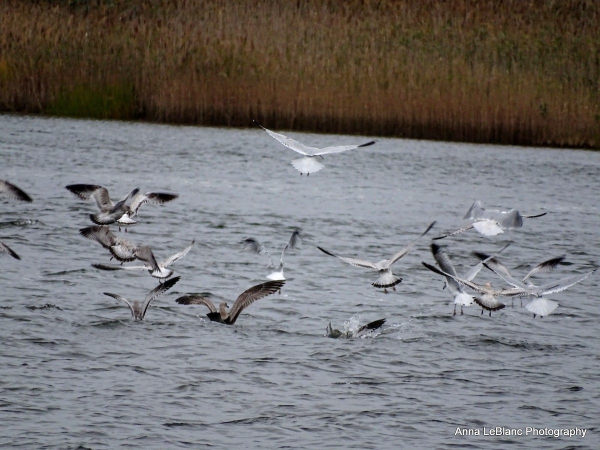 gull sp. - ML270660411