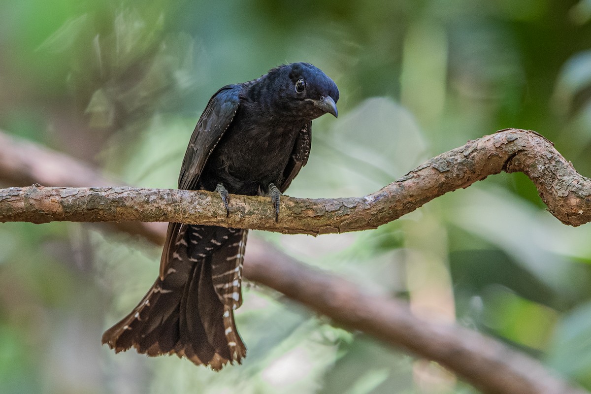 Square-tailed Drongo-Cuckoo - Ngoc Sam Thuong Dang