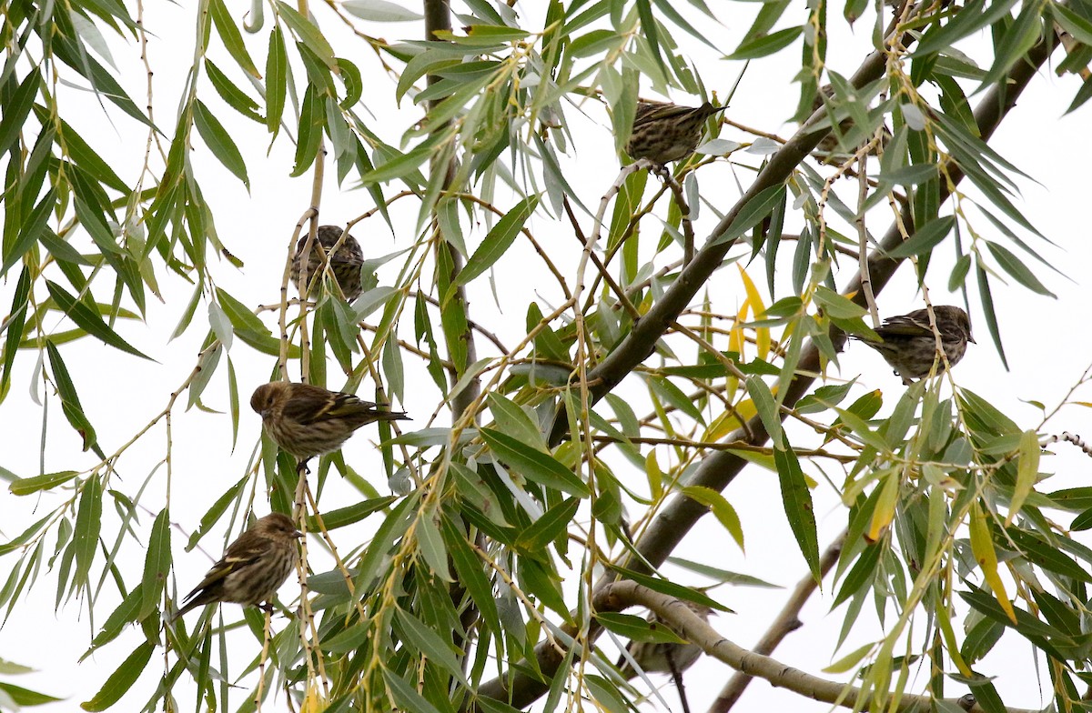 Pine Siskin - ML270662571