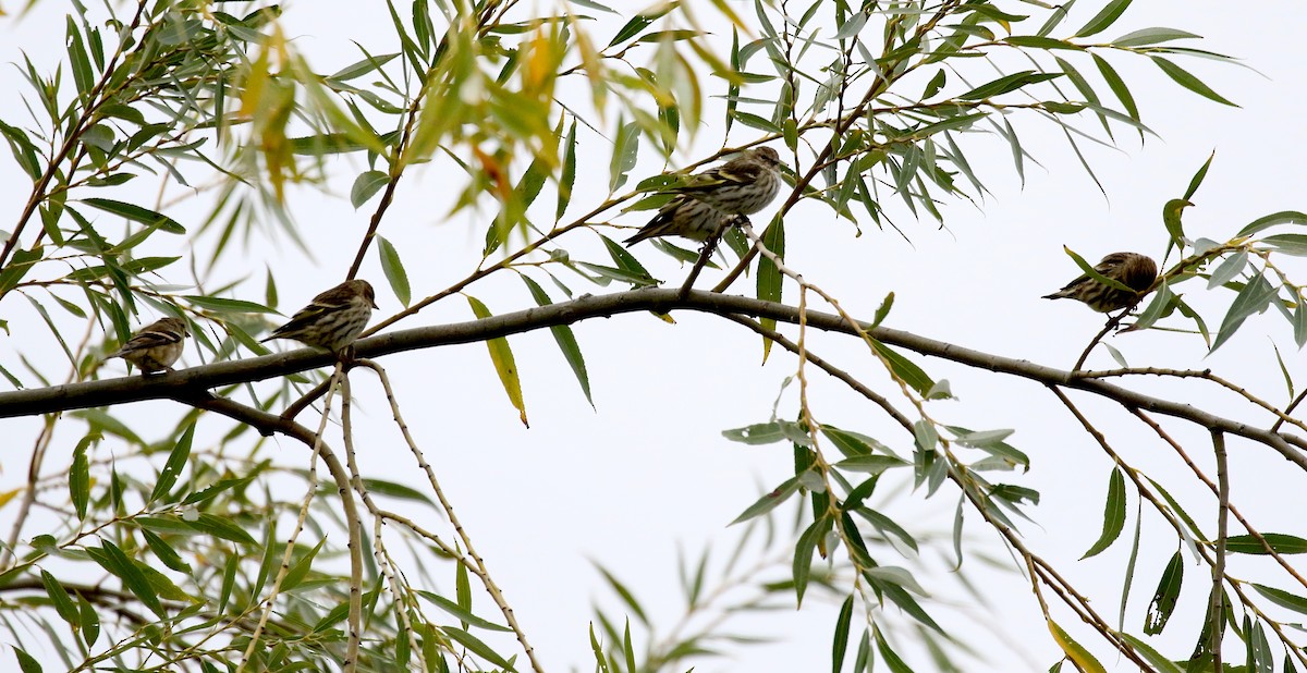 Pine Siskin - ML270662591