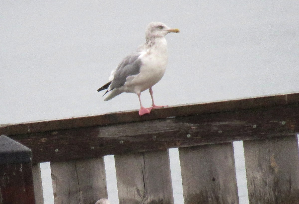 Herring Gull - ML270662931