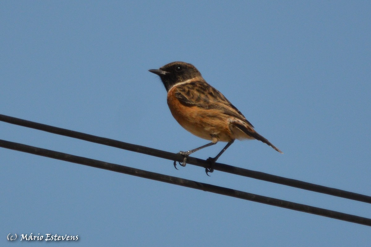 European Stonechat - ML270663261