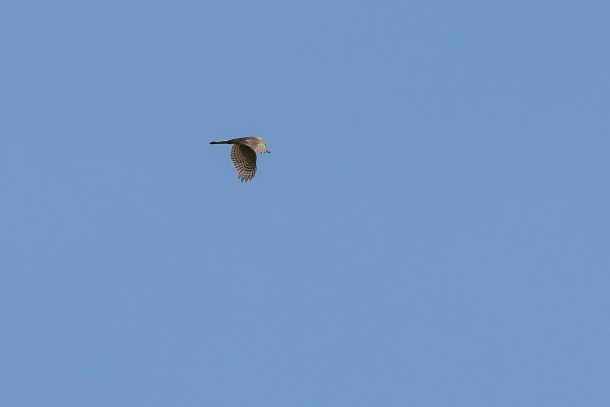 Sharp-shinned Hawk - ML270664031