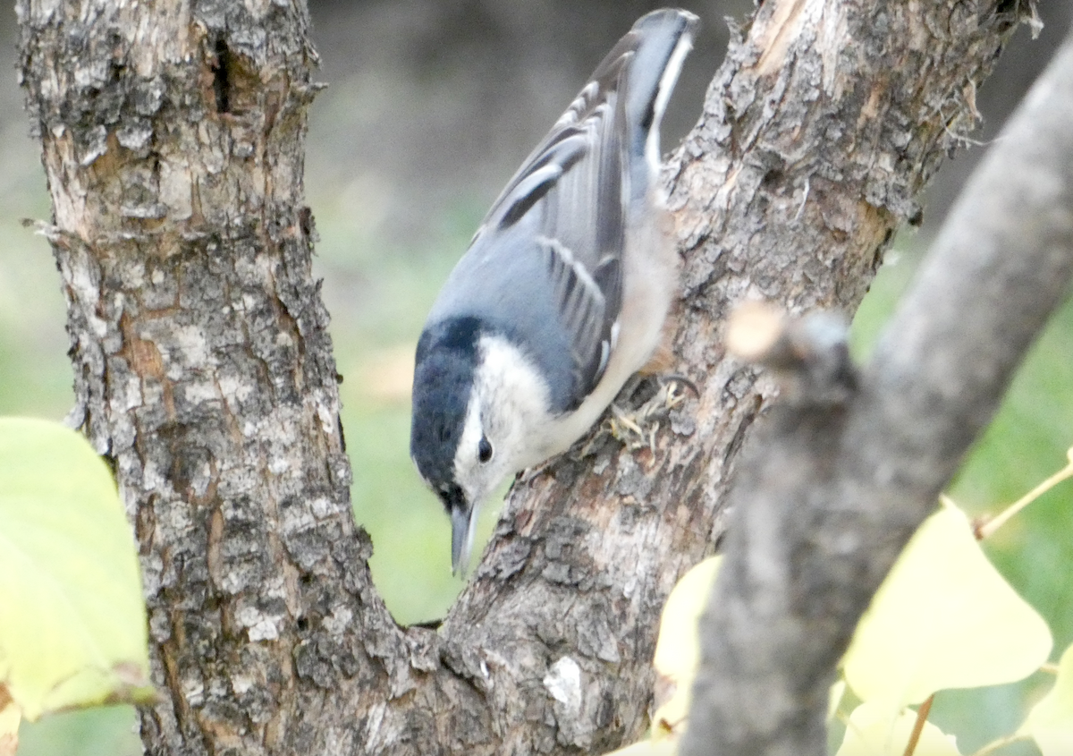 White-breasted Nuthatch - ML270667151
