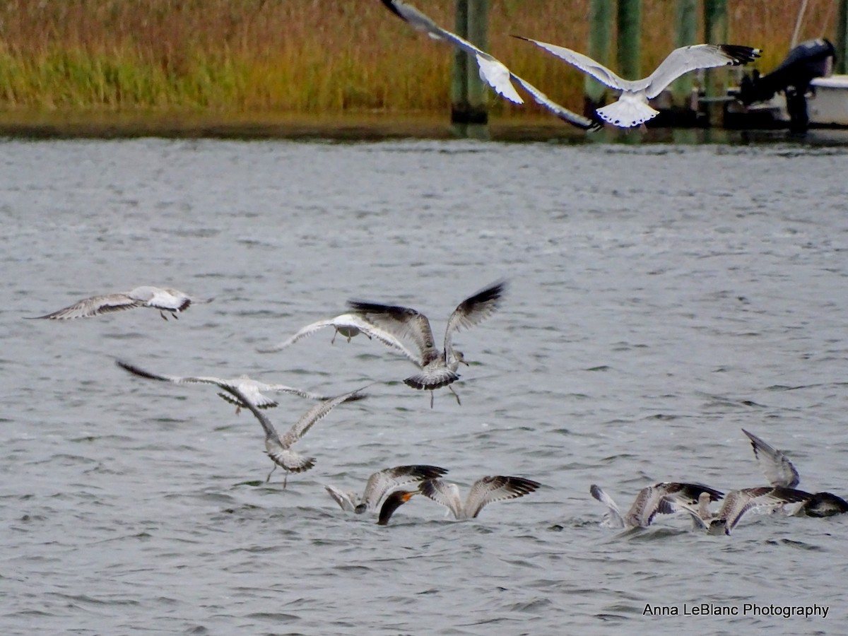 gull sp. - ML270669171