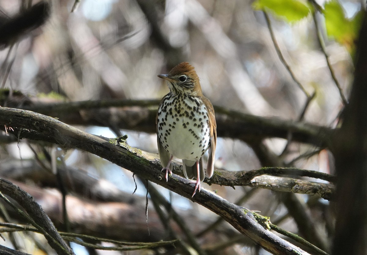 Wood Thrush - ML270669451