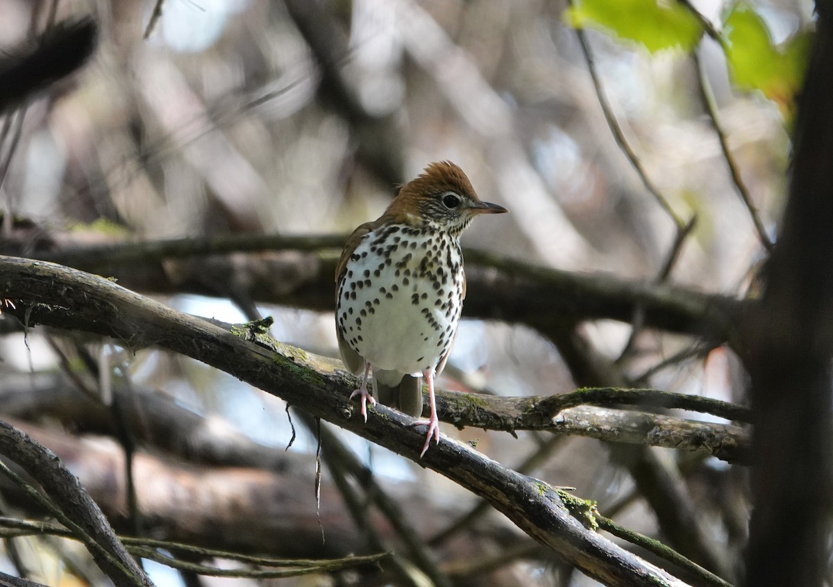 Wood Thrush - ML270669491