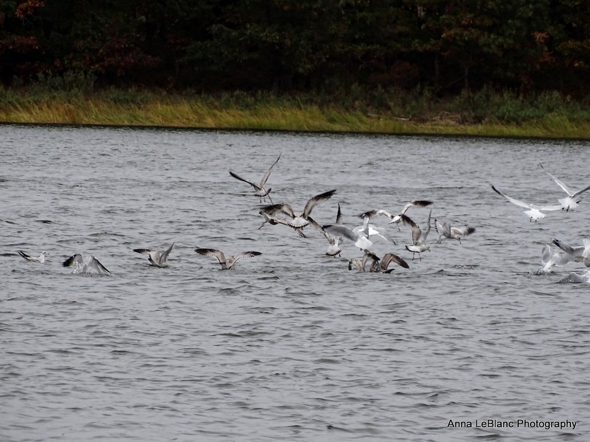 gull sp. - ML270669601