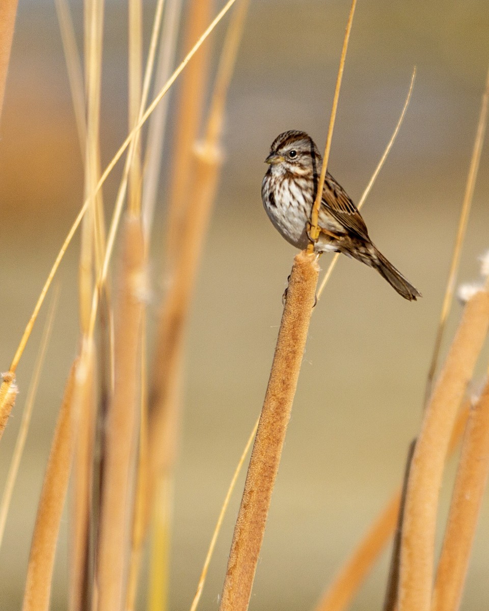 Song Sparrow - Tim Ludwick