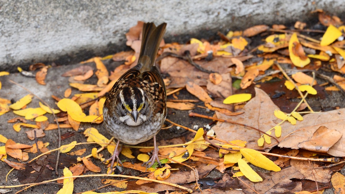 White-throated Sparrow - ML270669801