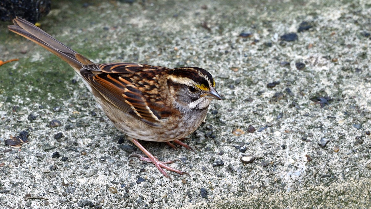 White-throated Sparrow - ML270669871