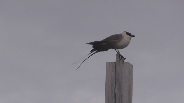 Long-tailed Jaeger - ML270670171