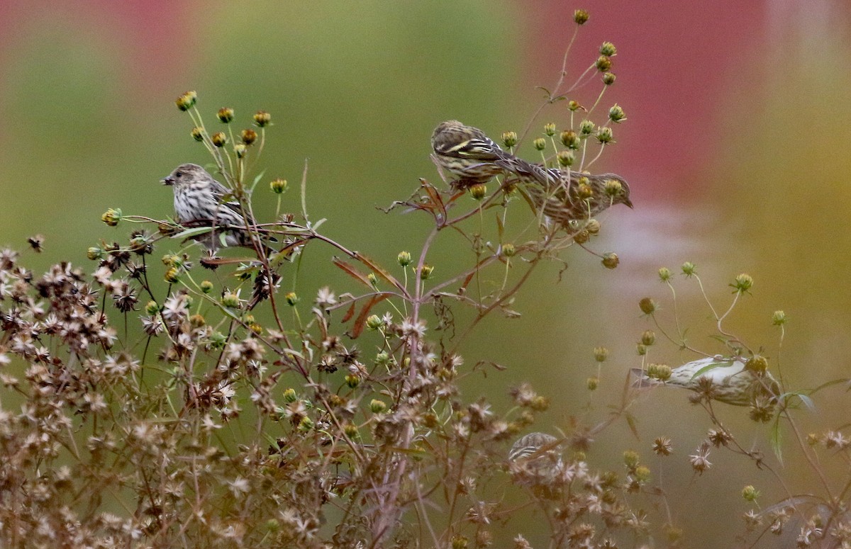 Pine Siskin - ML270671201