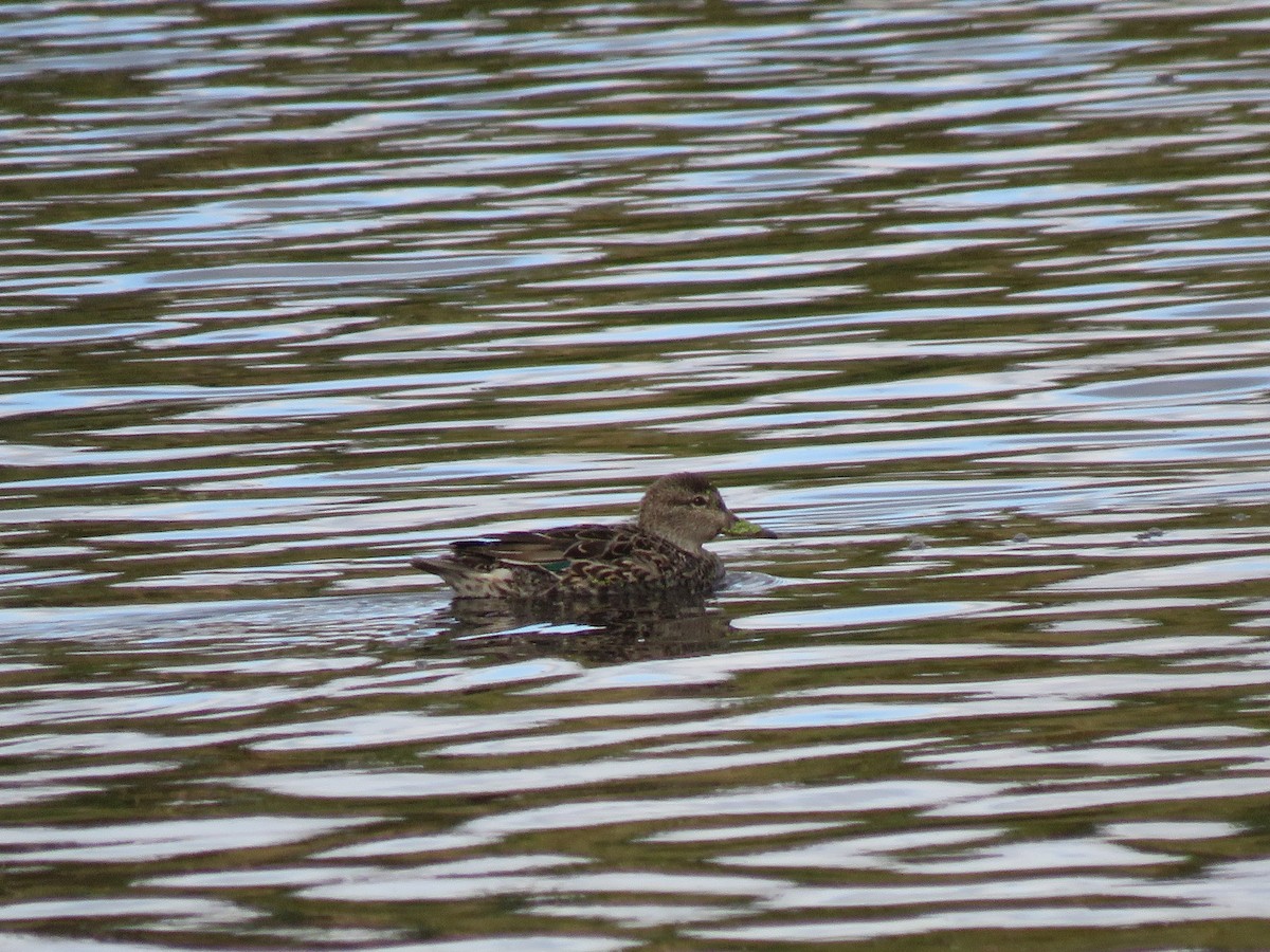 Blue-winged Teal - ML270671281