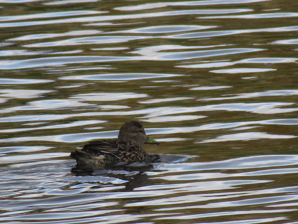 Blue-winged Teal - ML270671291