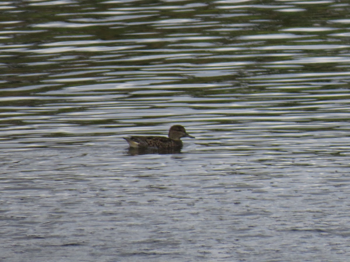 Green-winged Teal - ML270671331