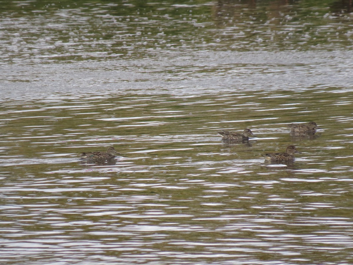 Green-winged Teal - ML270671351