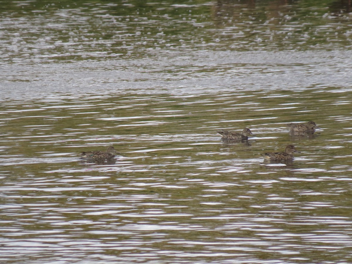 Green-winged Teal - Alexander Merrigan