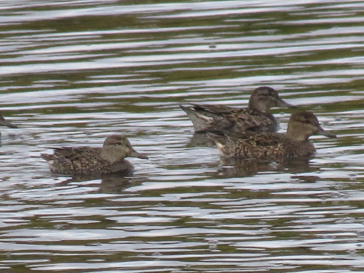 Green-winged Teal - ML270671361