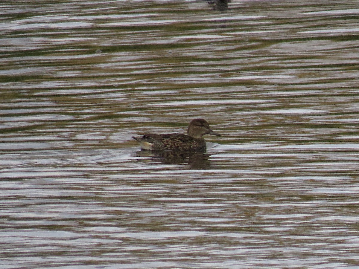 Green-winged Teal - ML270671391