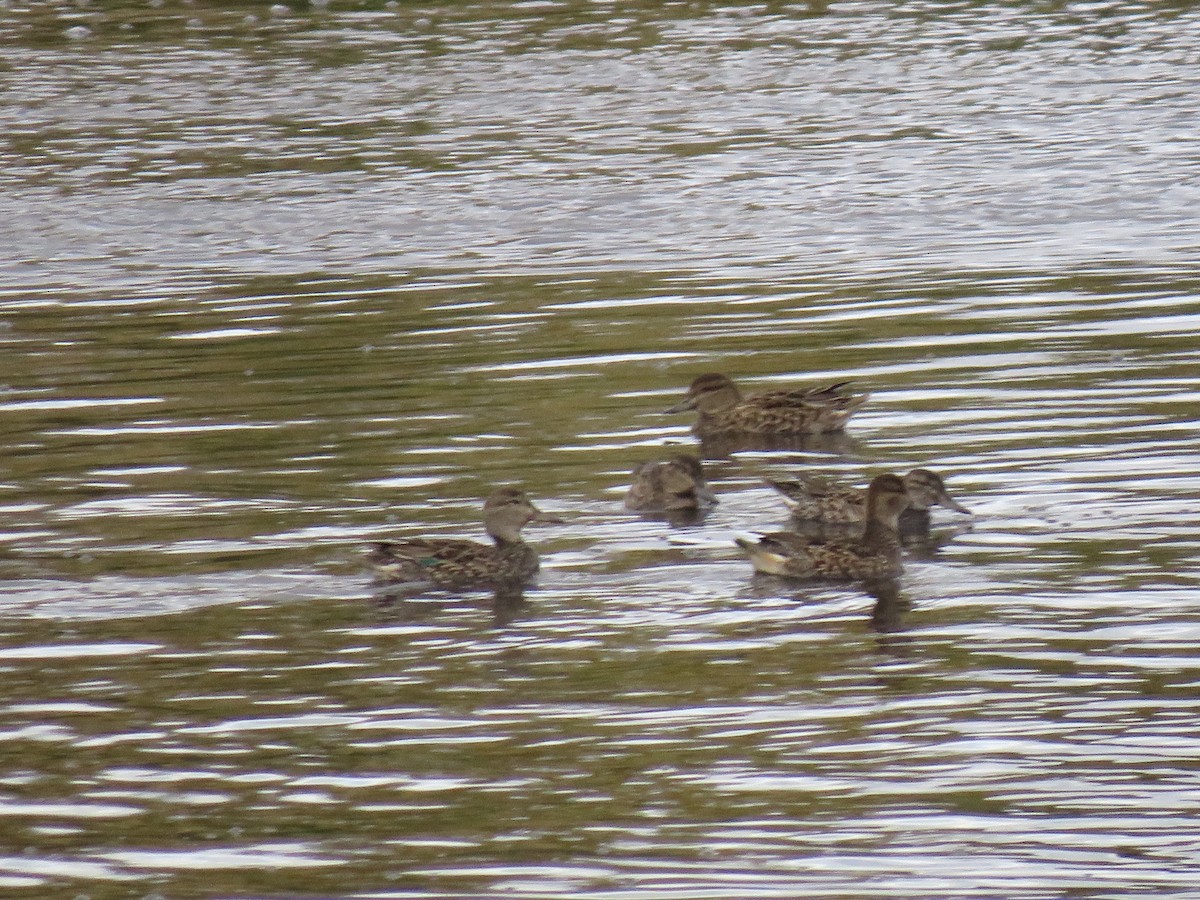 Green-winged Teal - ML270671401