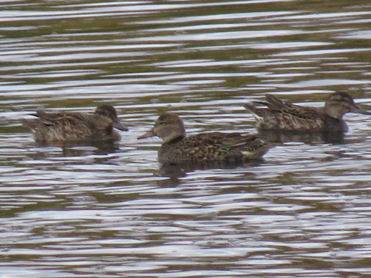 Green-winged Teal - ML270671451
