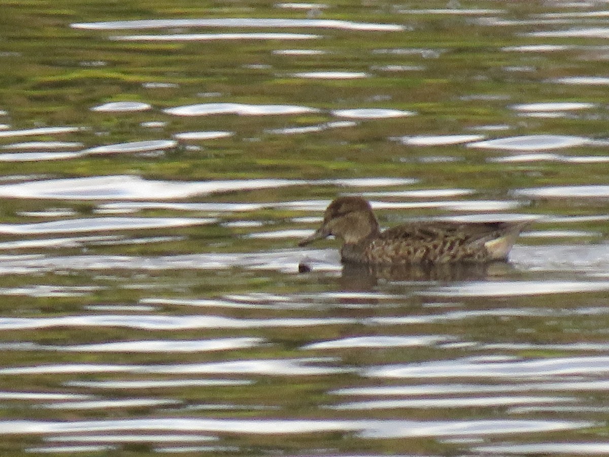 Green-winged Teal - ML270671501