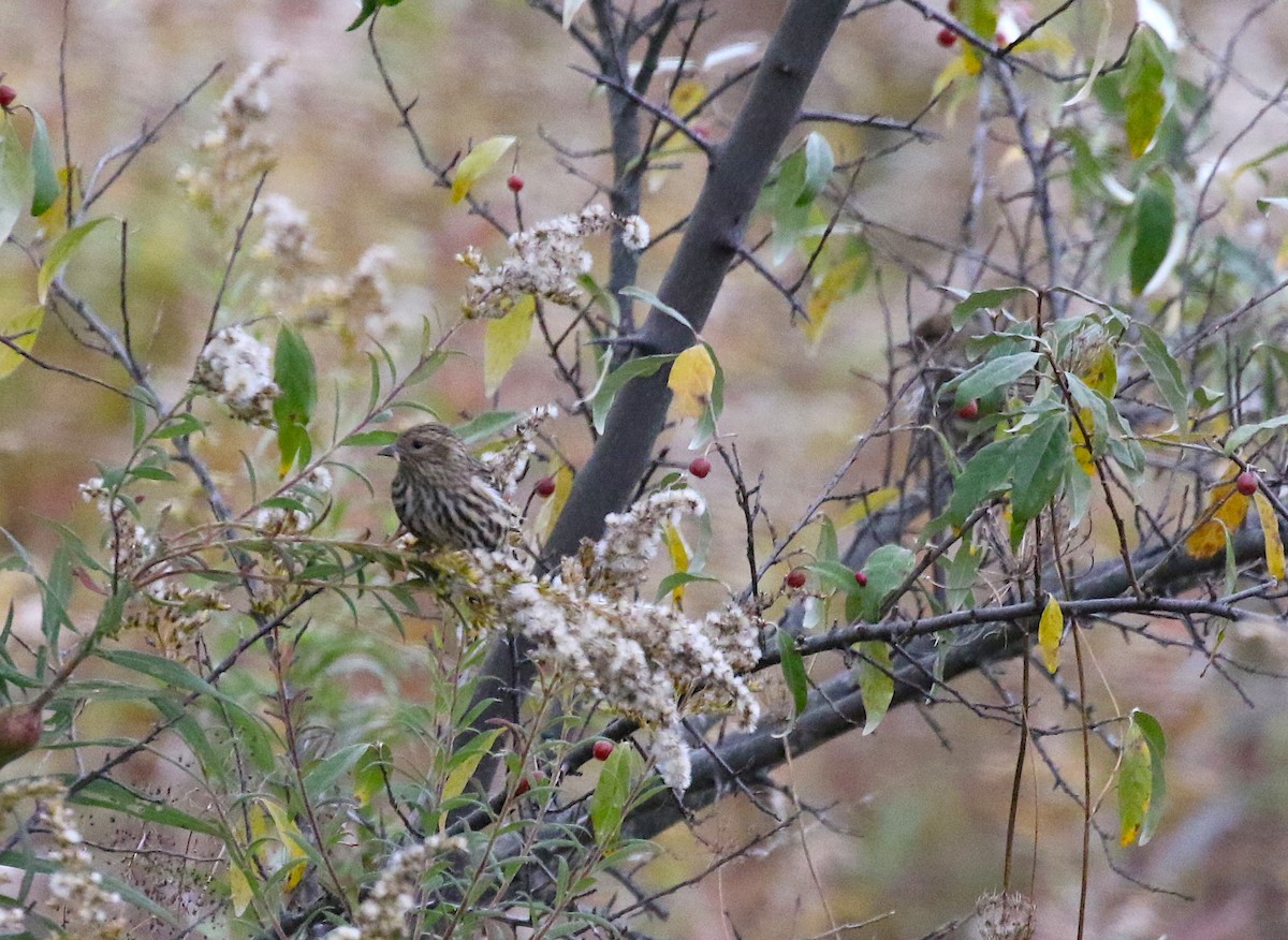 Pine Siskin - ML270671511