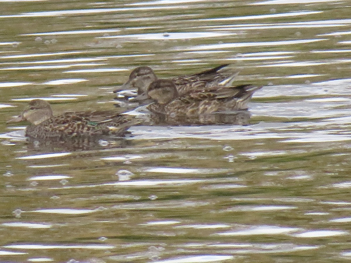 Green-winged Teal - ML270671521