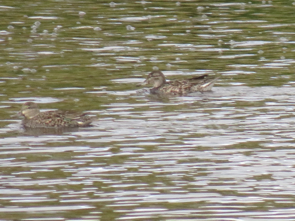 Green-winged Teal - ML270671541