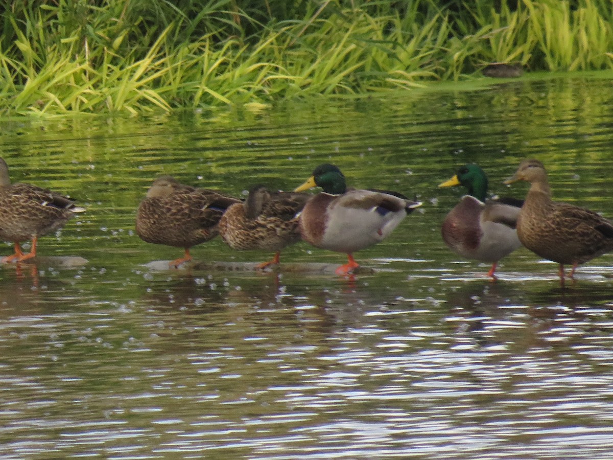 Canard colvert - ML270671561