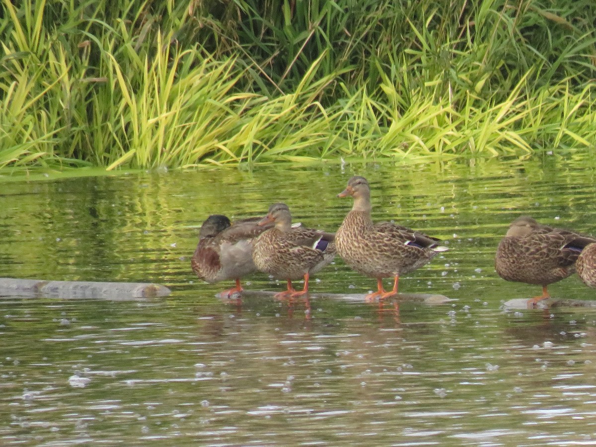 Canard colvert - ML270671591