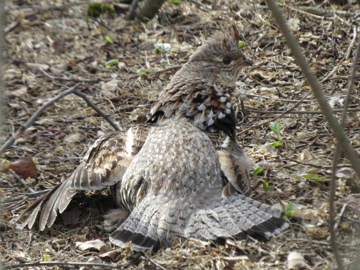 Ruffed Grouse - J Watt