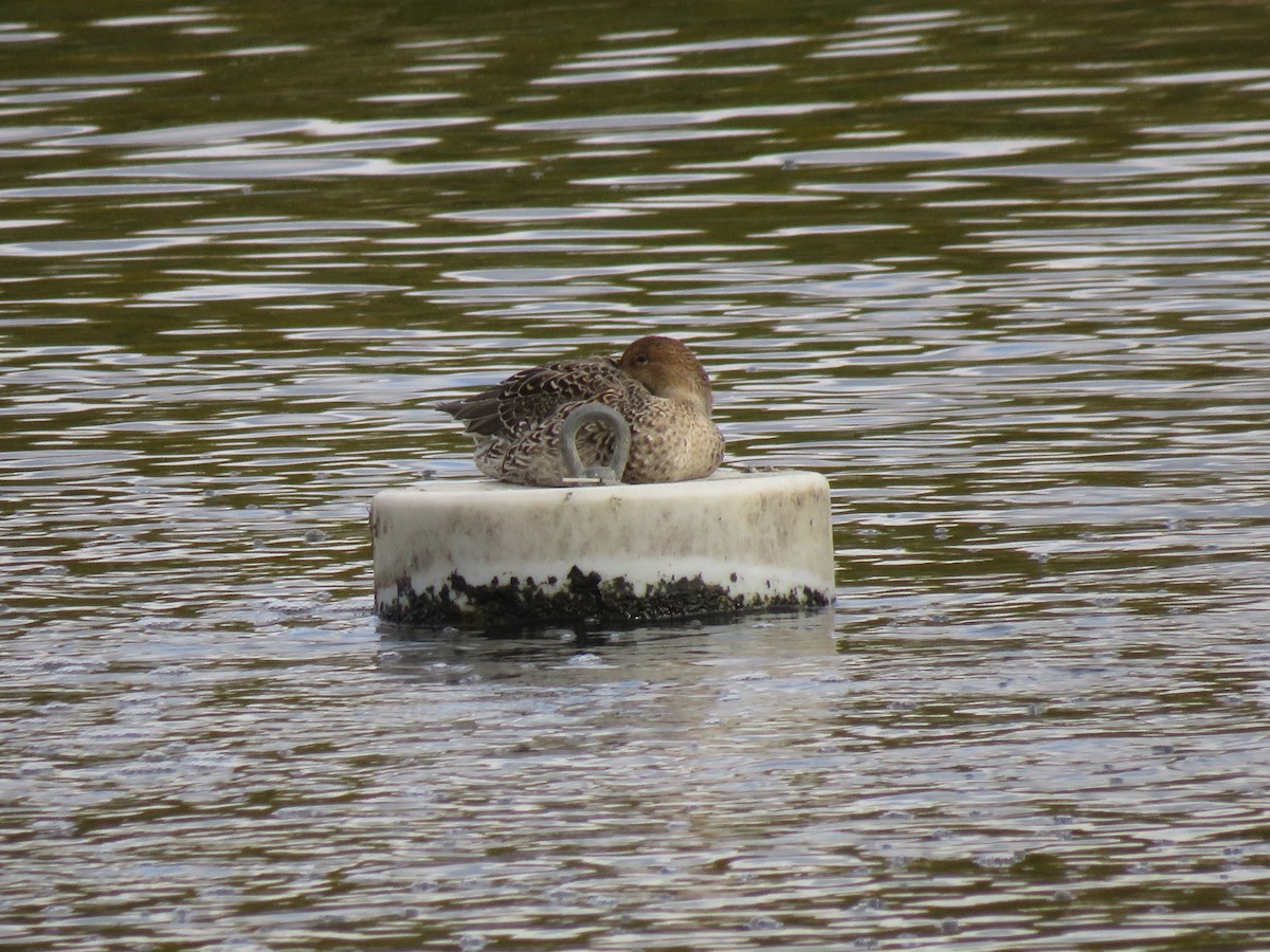 Northern Pintail - ML270671951