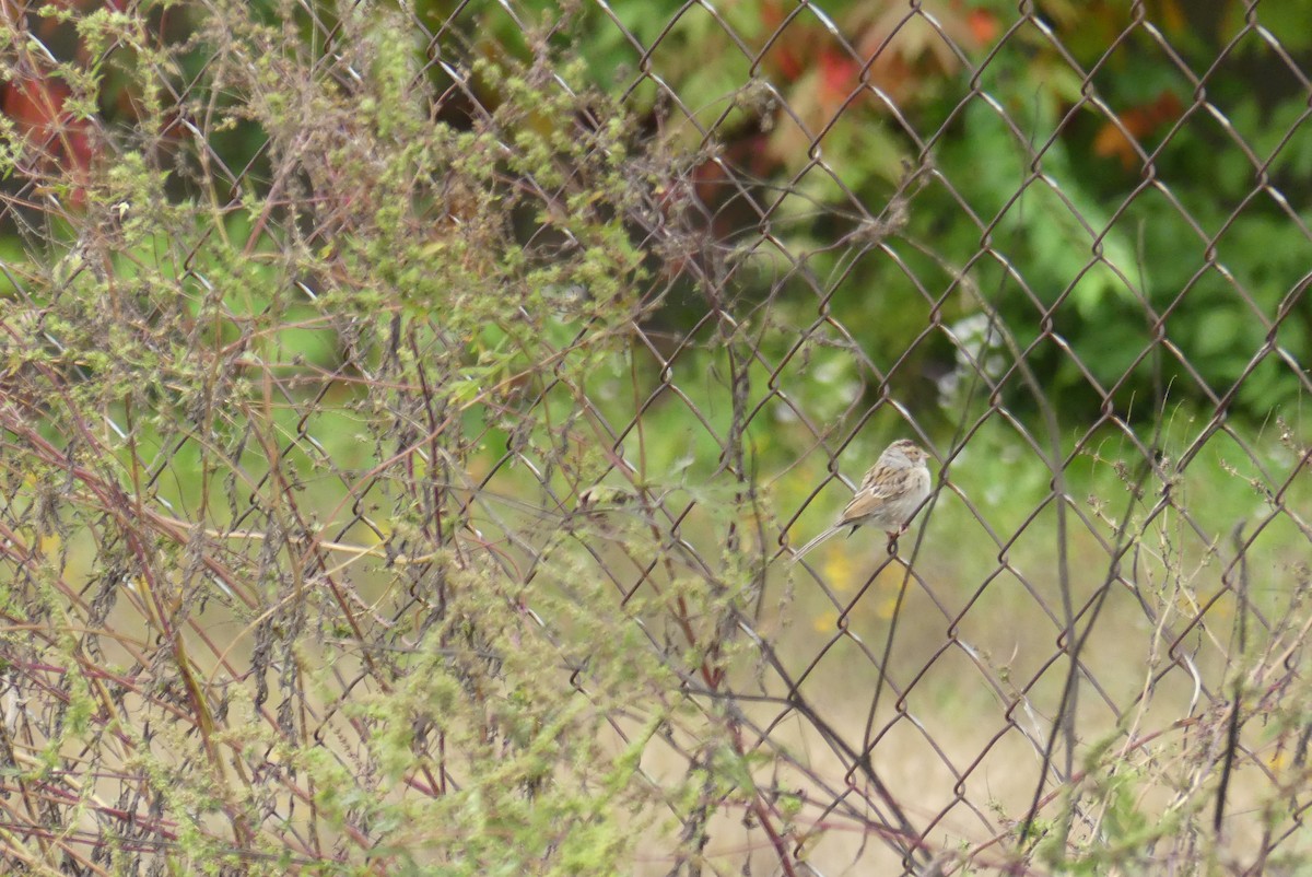 Clay-colored Sparrow - ML270672221