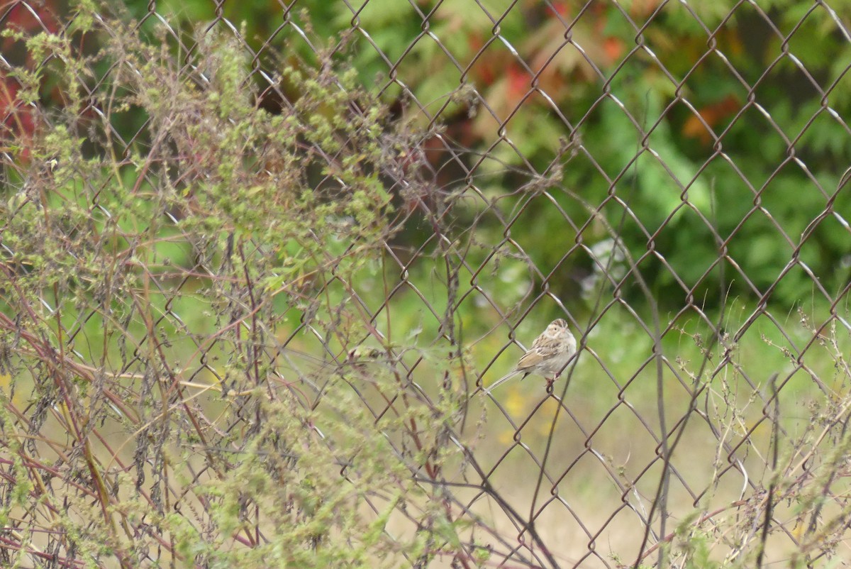 Clay-colored Sparrow - ML270672271