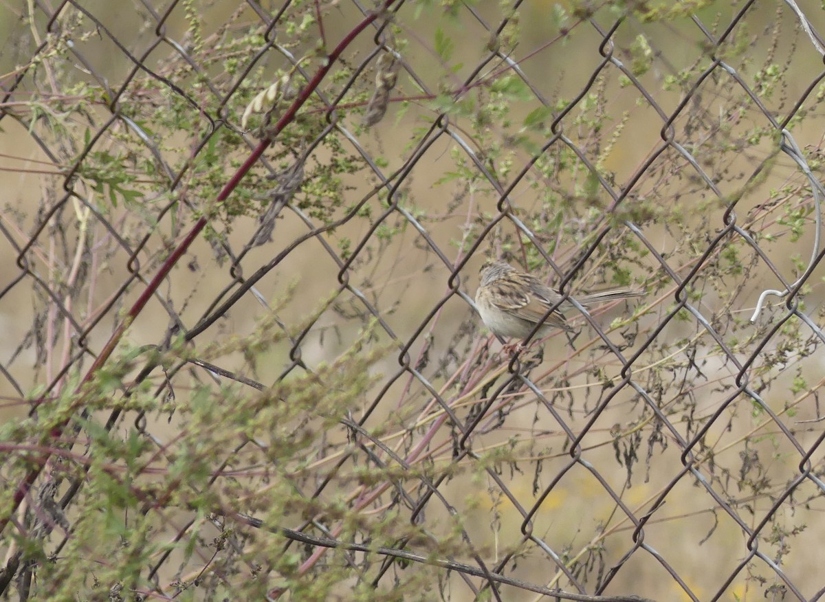 Clay-colored Sparrow - ML270672331