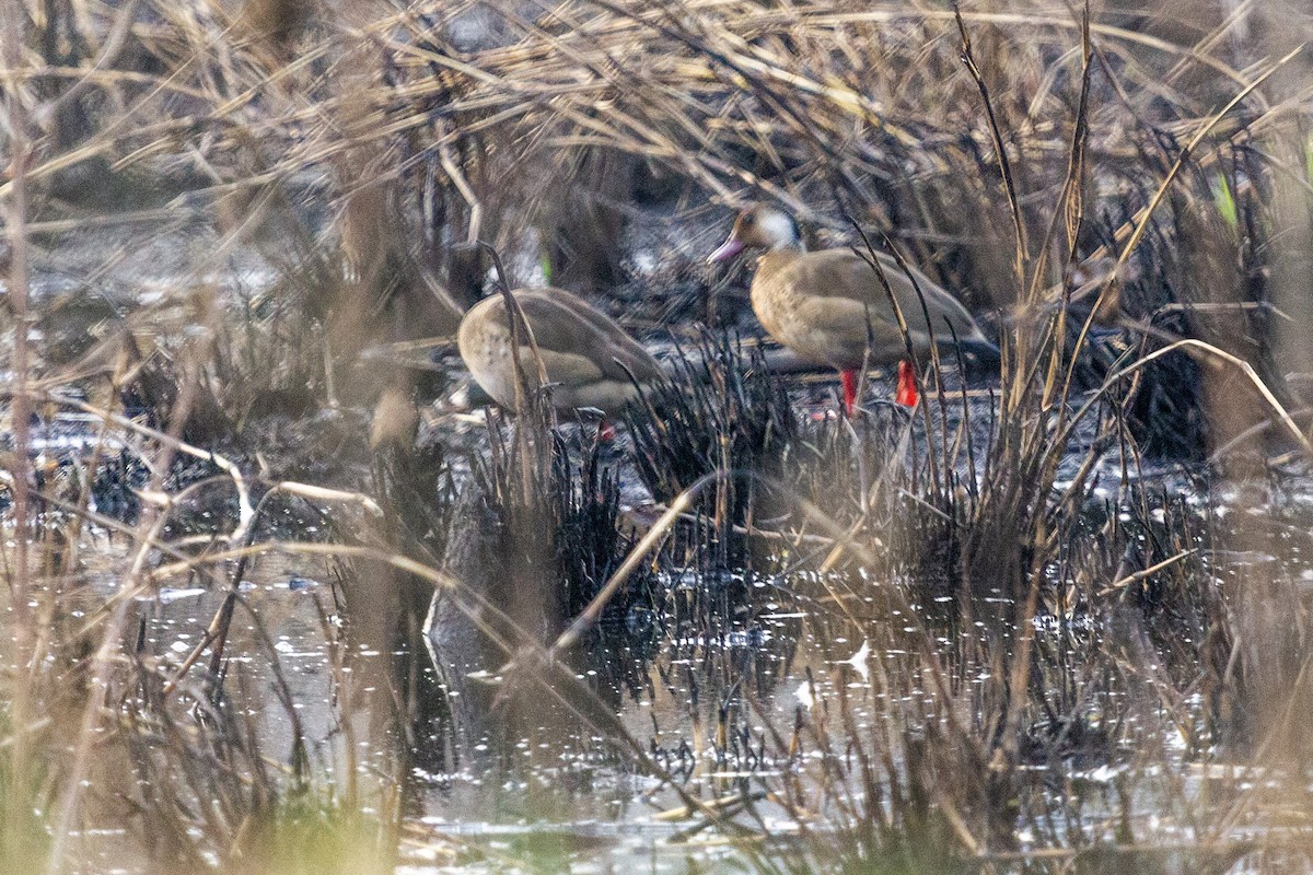 Brazilian Teal - Tim Ludwick