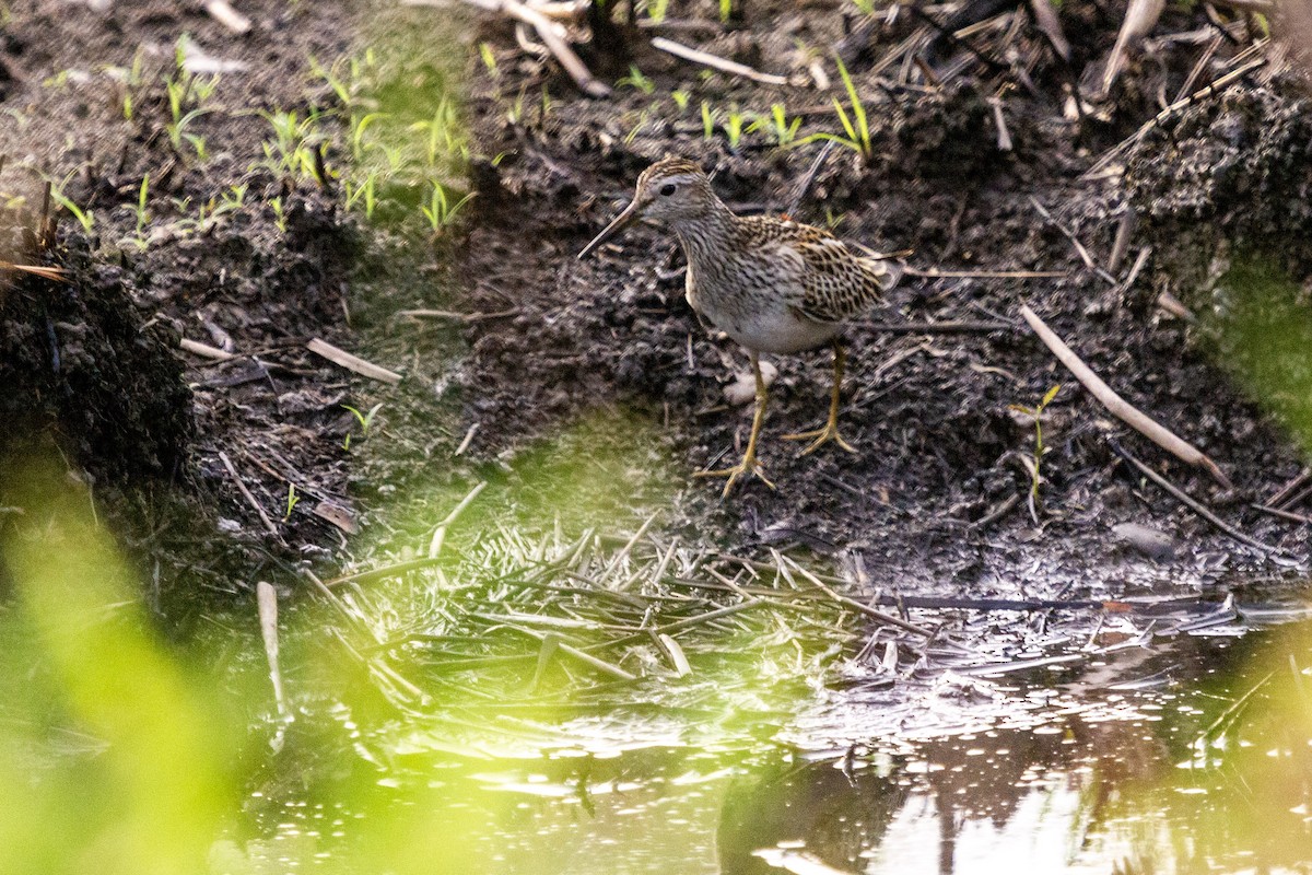 Graubrust-Strandläufer - ML270672601