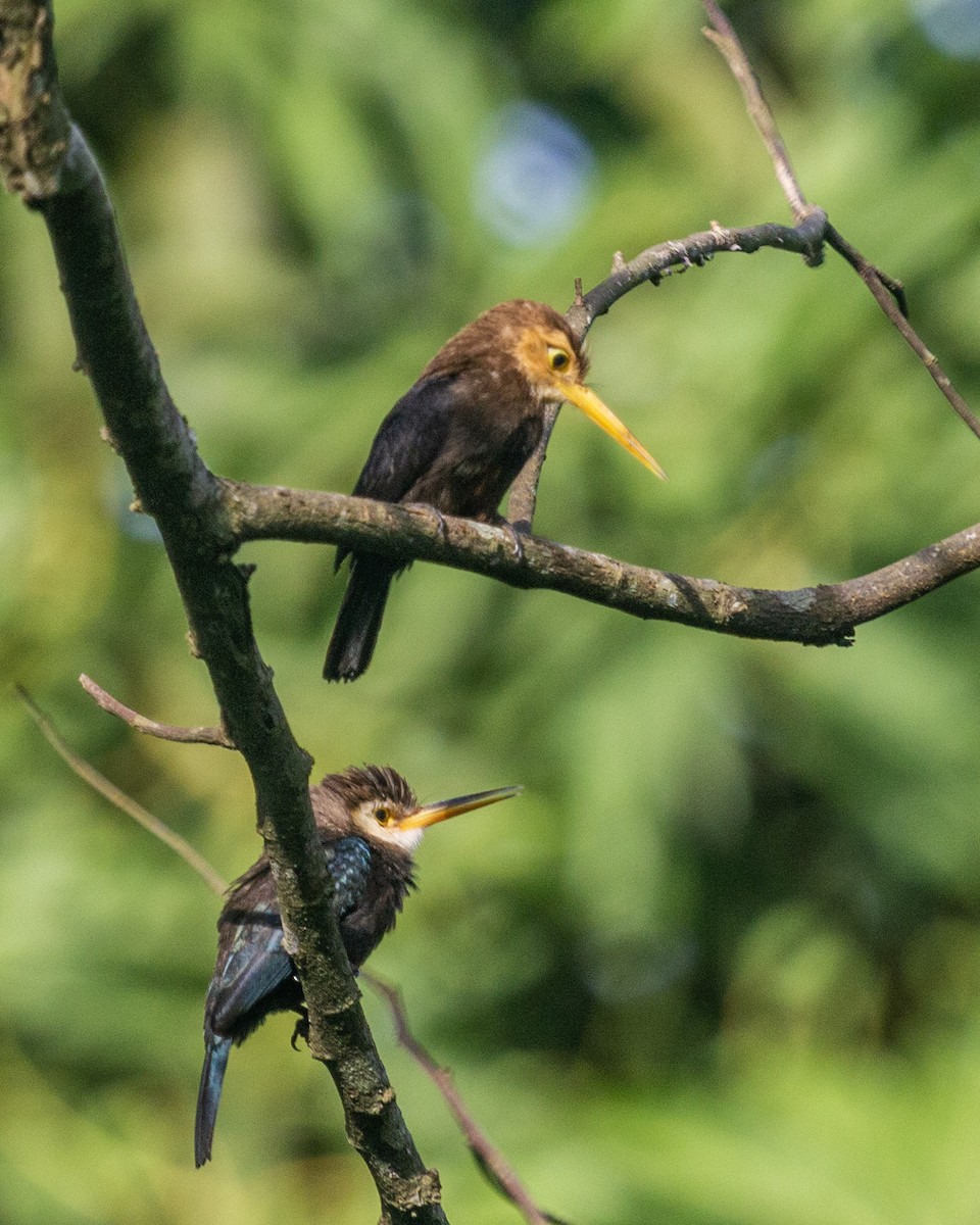 White-throated Jacamar - ML270672671