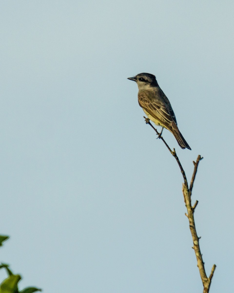 Crowned Slaty Flycatcher - ML270672761